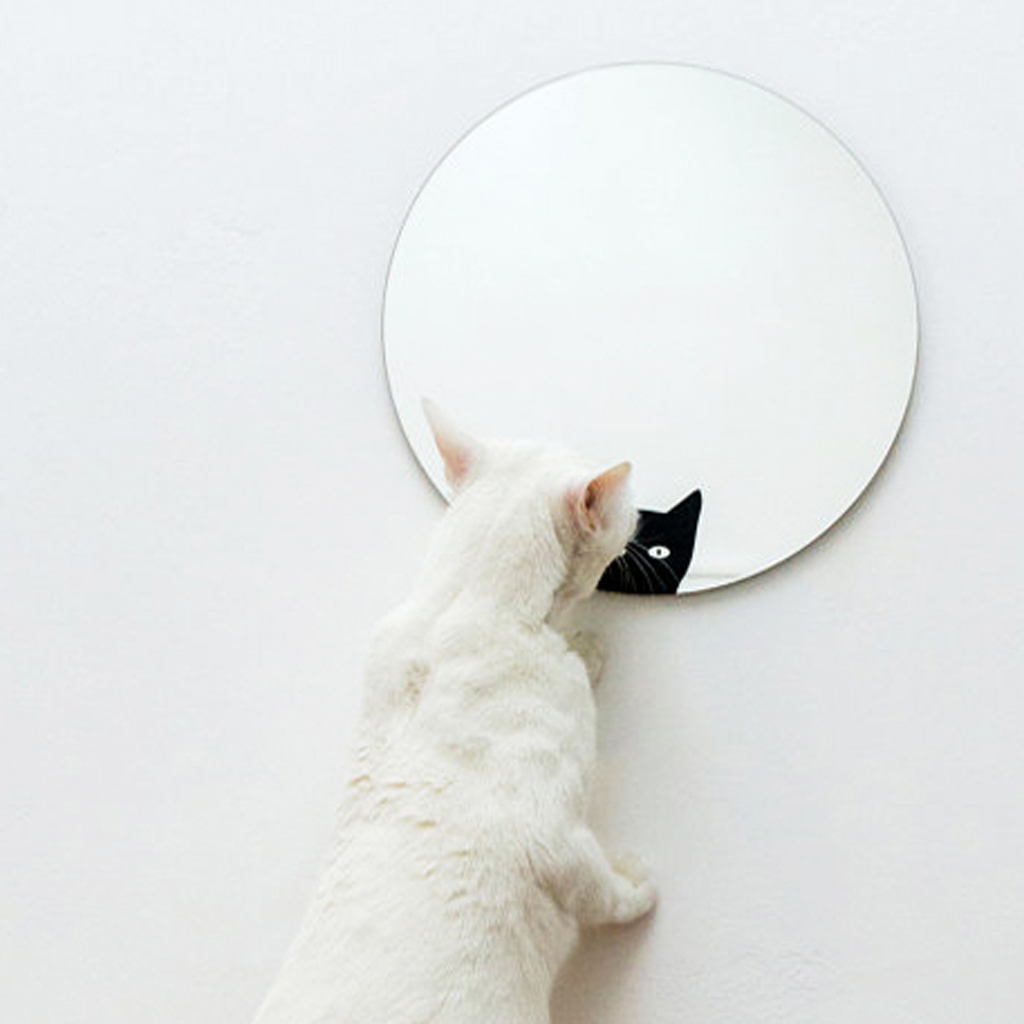 specchio gatto