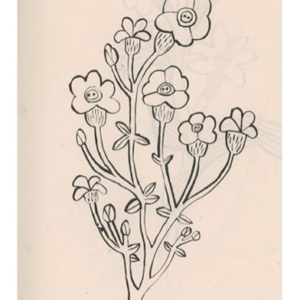 Monika Forsberg | wild Flower | BiCA